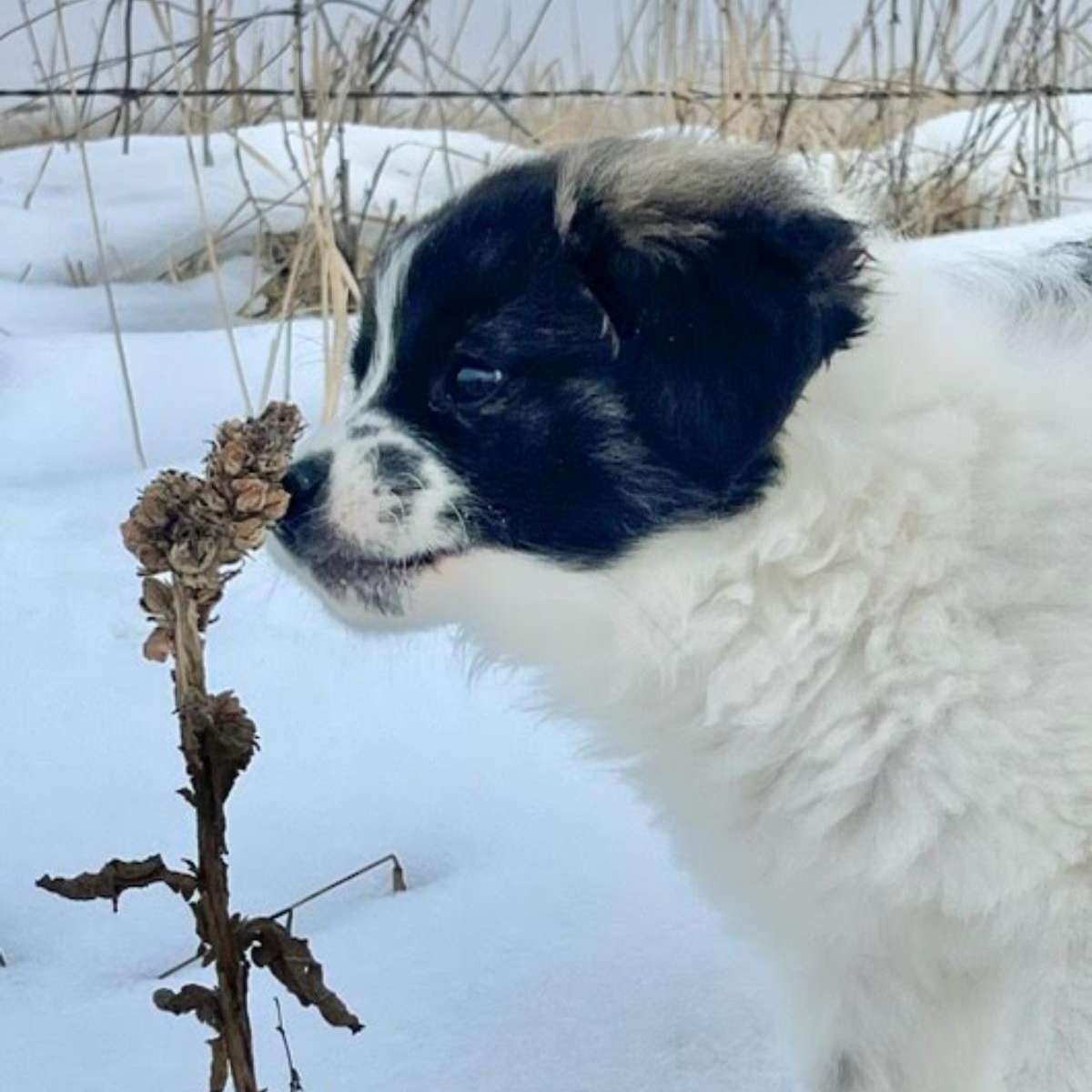 Haven, adopted, Puppy Female Poodle.