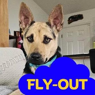 Heidi, Adoptable, Adult Female Mixed Breed.