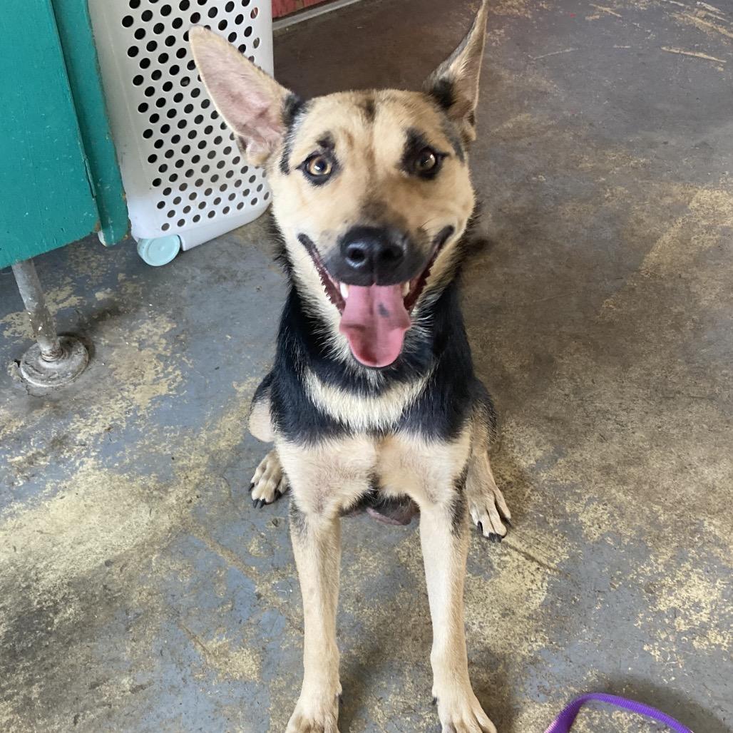 Enlarge Heidi, a Adoptable Mixed Breed in Volcano, HI image 2/2