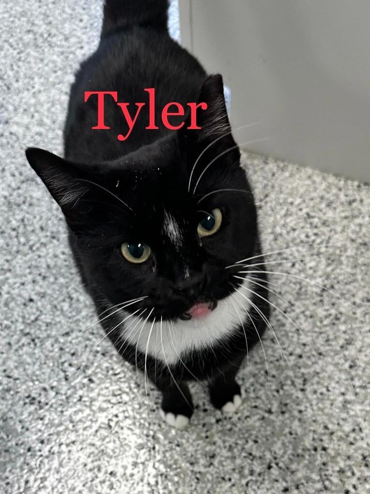 TYLER Cat, Adoptable, Adult Male Domestic Short Hair.