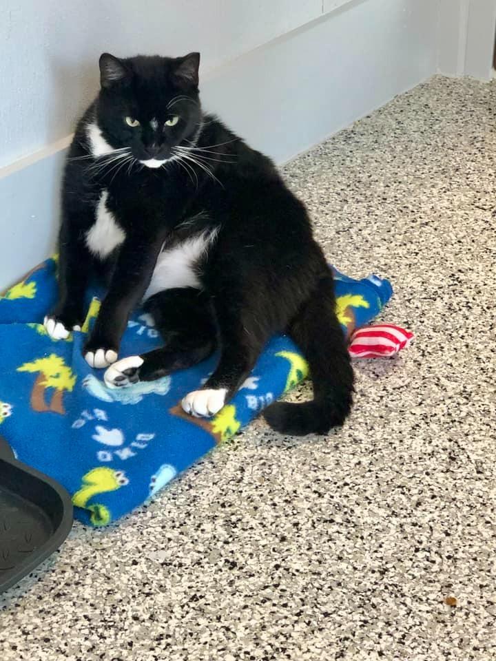 TYLER Cat, a Adoptable mixed breed in New Bern, NC image 2/6