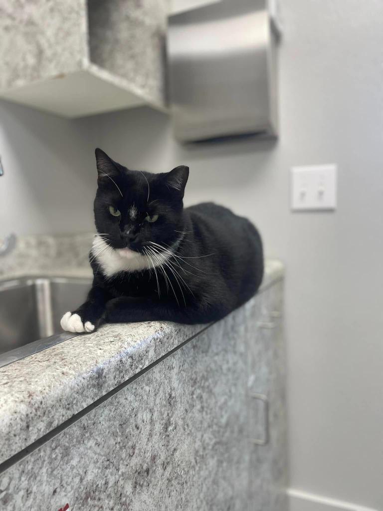 Enlarge TYLER Cat, a Adoptable mixed breed in New Bern, NC image 4/4