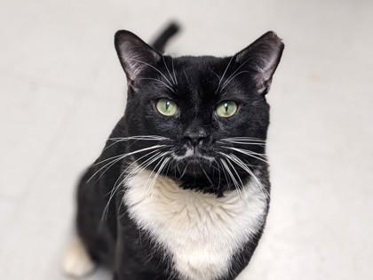 Jamie, Adoptable, Adult Male Domestic Short Hair & Domestic Short Hair.