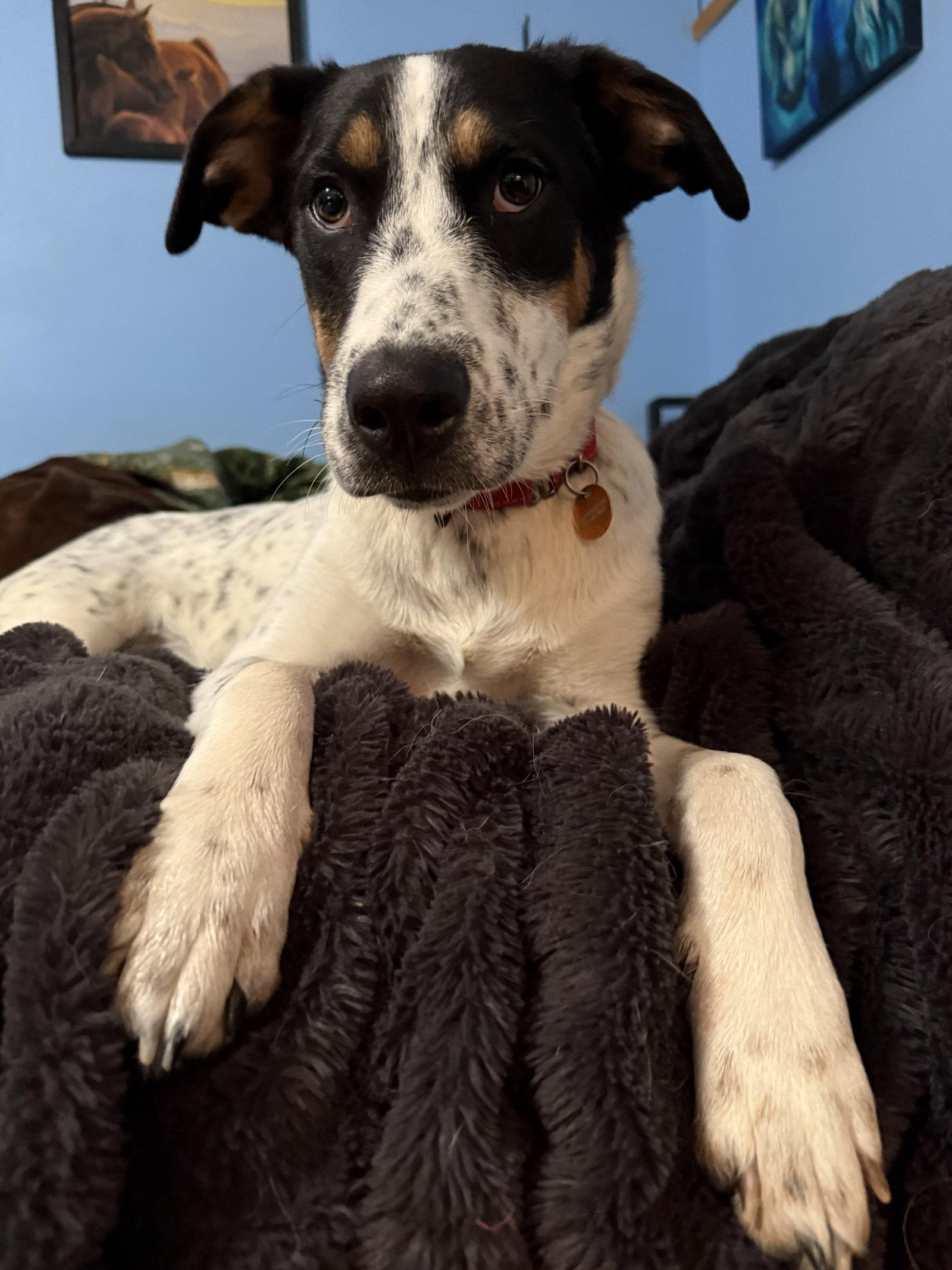 Enlarge **TEAGAN**, a Adoptable Australian Cattle Dog / Blue Heeler in North Prairie, WI image 1/2