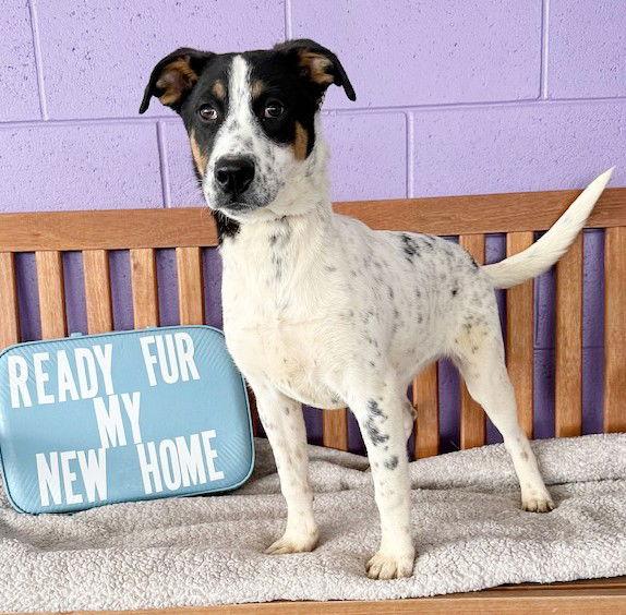 **TEAGAN**, Adoptable, Puppy Female Australian Cattle Dog / Blue Heeler.