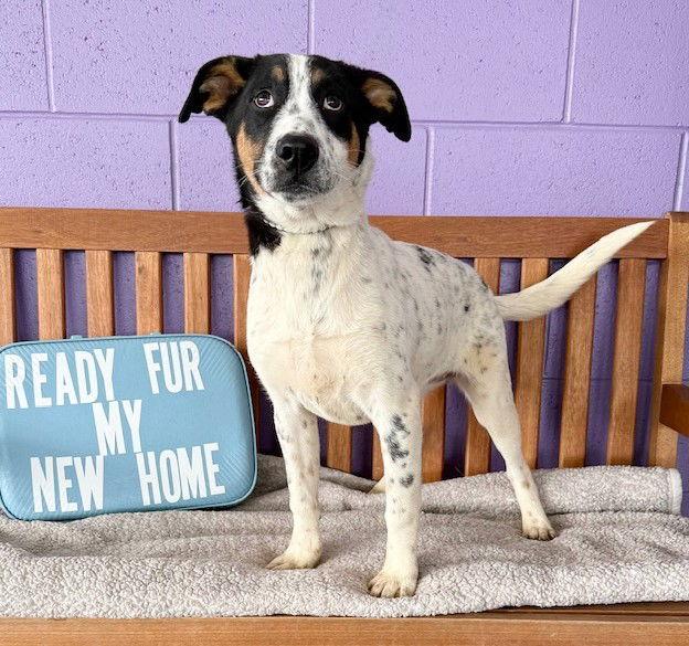 **TEAGAN**, a Adoptable Australian Cattle Dog / Blue Heeler in North Prairie, WI image 3/3