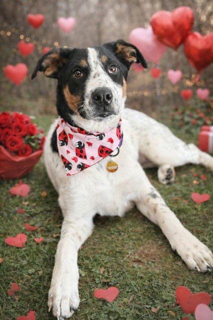 **TEAGAN**, Adoptable, Puppy Female Australian Cattle Dog / Blue Heeler.