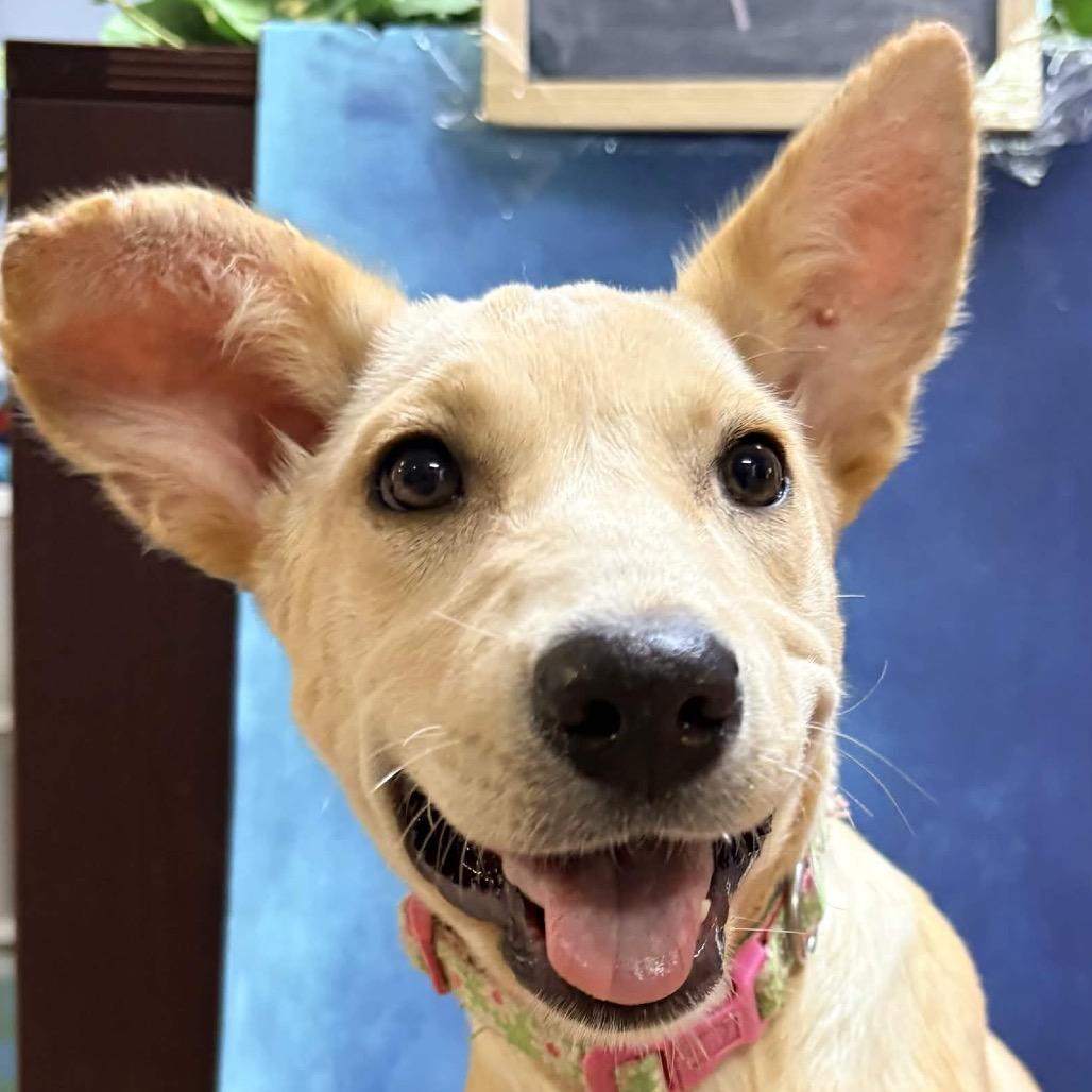 Sprite (Flower), Adoptable, Puppy Female Corgi & Mixed Breed.
