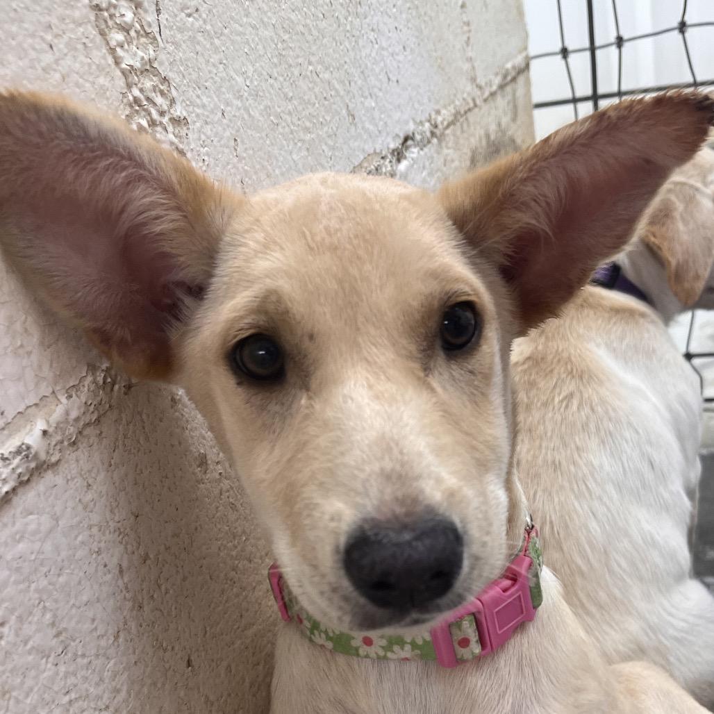 Enlarge Sprite (Flower), a Adoptable mixed breed in Clarksville, AR image 2/6
