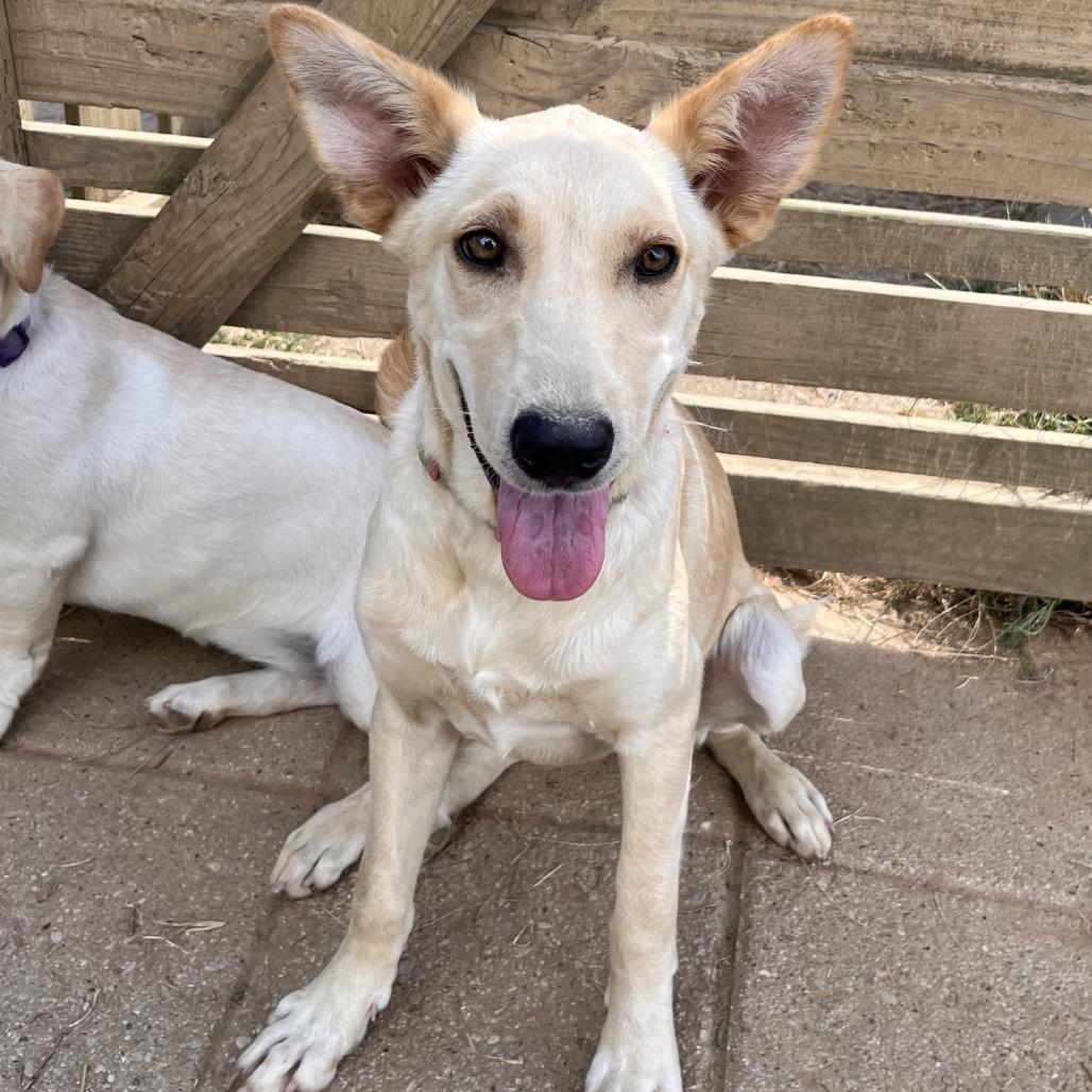 Enlarge Sprite (Flower), a Adoptable mixed breed in Clarksville, AR image 2/6