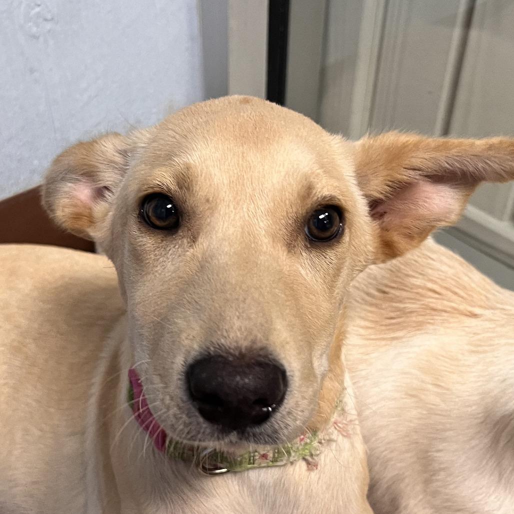 Enlarge Sprite (Flower), a Adoptable mixed breed in Clarksville, AR image 3/6