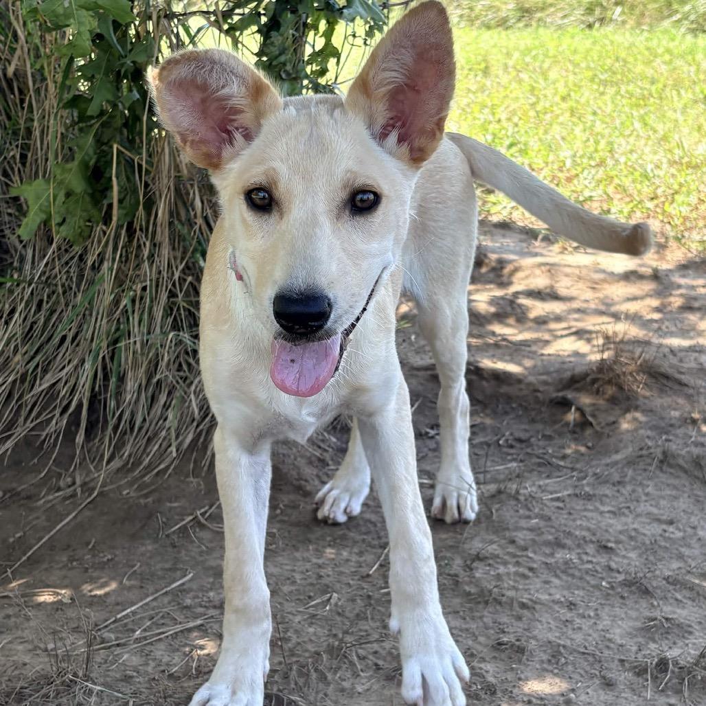 Enlarge Sprite (Flower), a Adoptable mixed breed in Clarksville, AR image 4/6