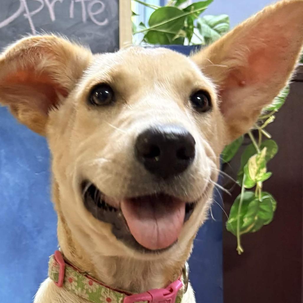 Enlarge Sprite (Flower), a Adoptable mixed breed in Clarksville, AR image 5/6