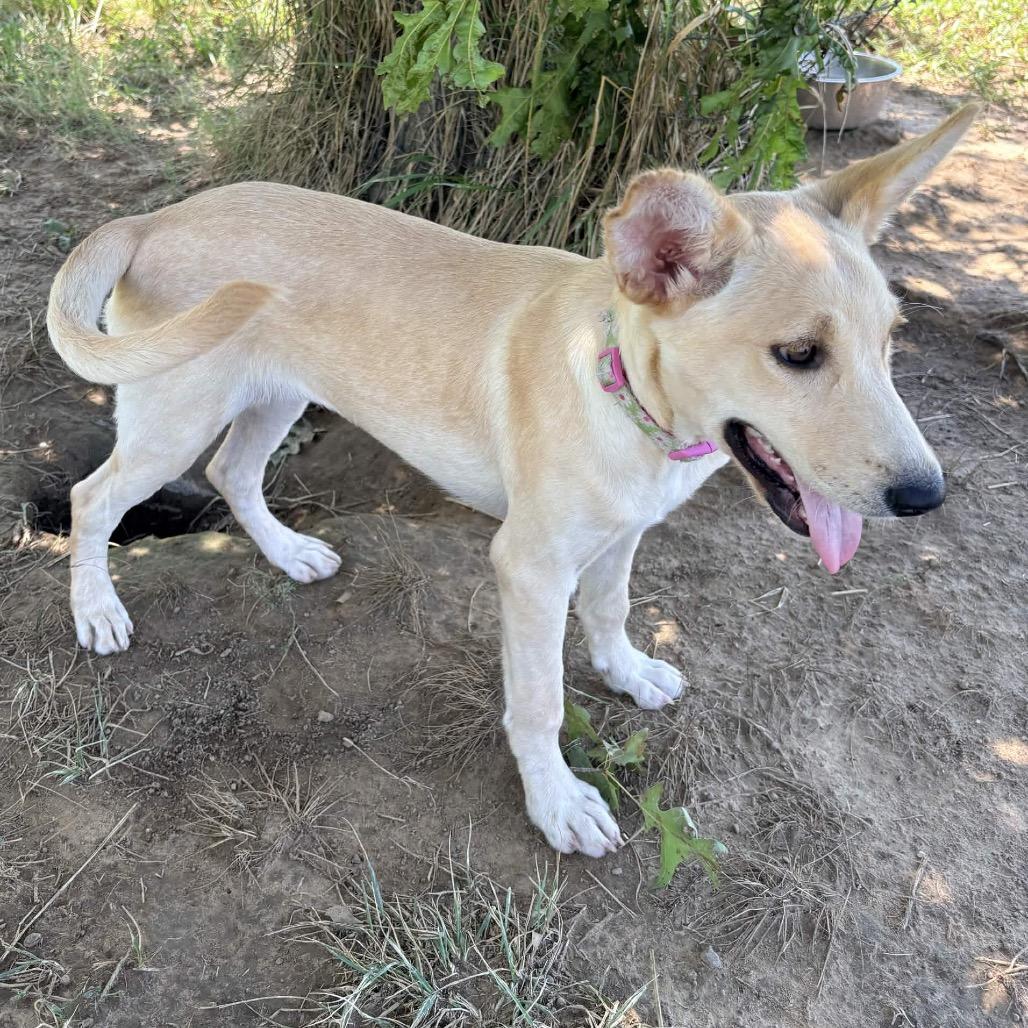 Enlarge Sprite (Flower), a Adoptable mixed breed in Clarksville, AR image 6/6