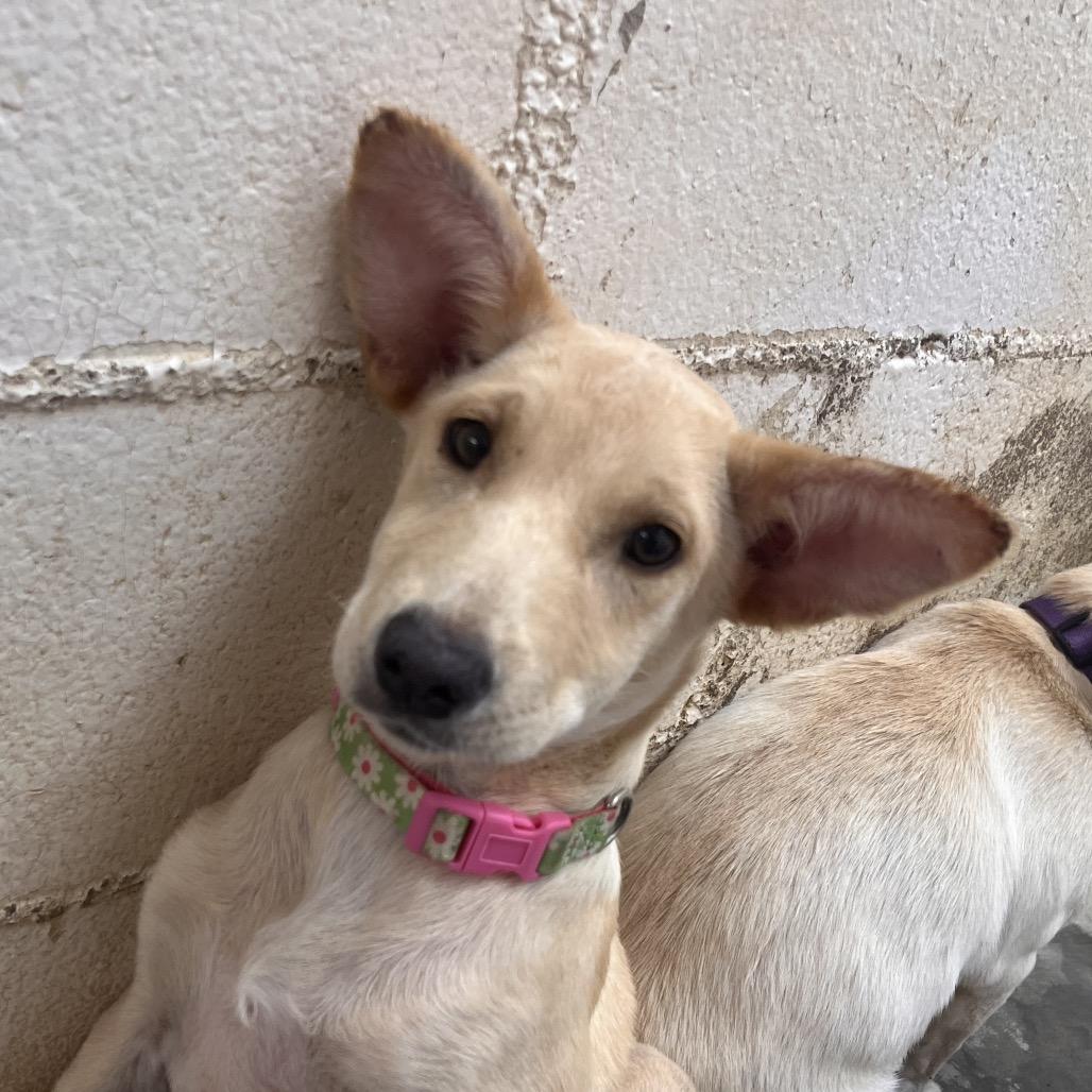 Enlarge Sprite (Flower), a Adoptable mixed breed in Clarksville, AR image 6/6