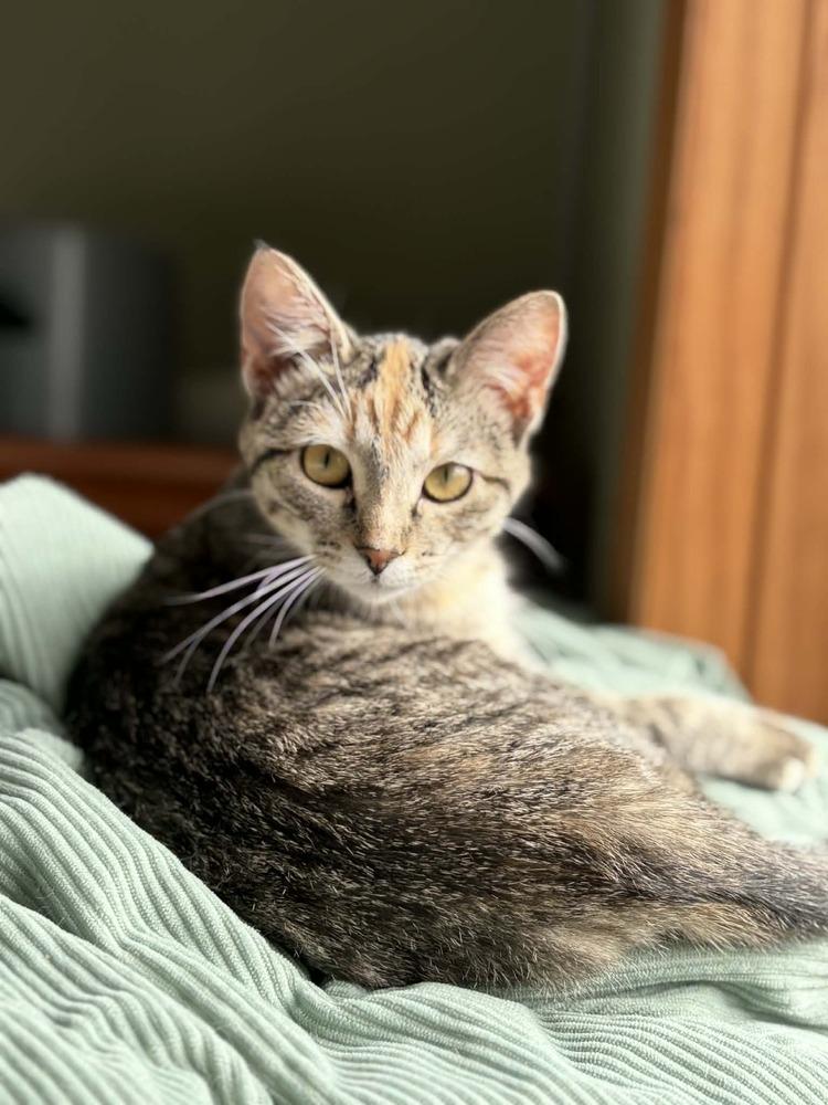 T-Shirt, Adoptable, Kitten Female Domestic Short Hair.