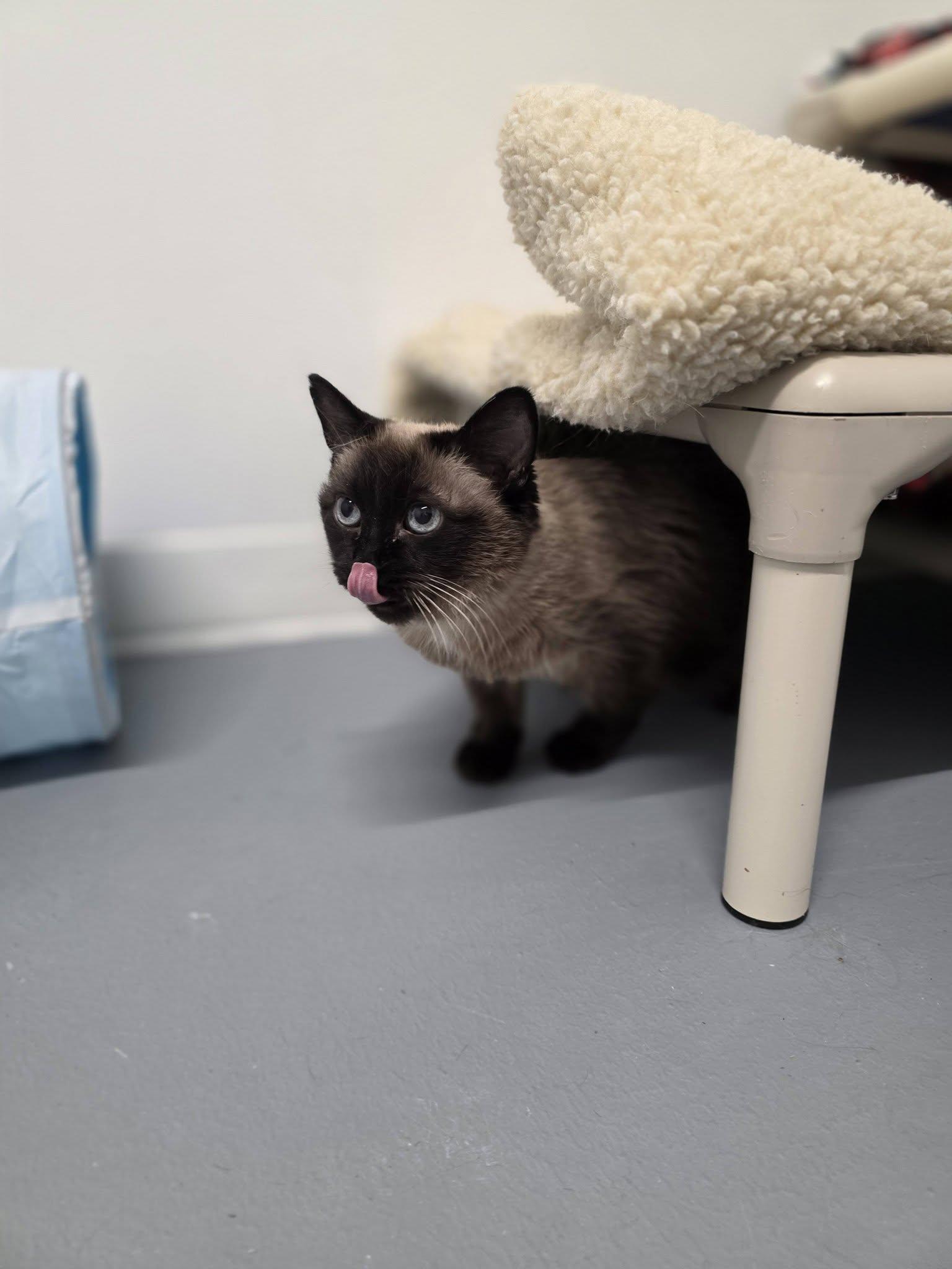 Zoe, Adoptable, Senior Female Siamese.
