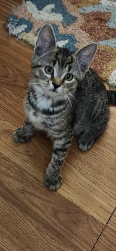 Enlarge Ophi, a Adoptable Domestic Short Hair in Henrico, VA image 1/2