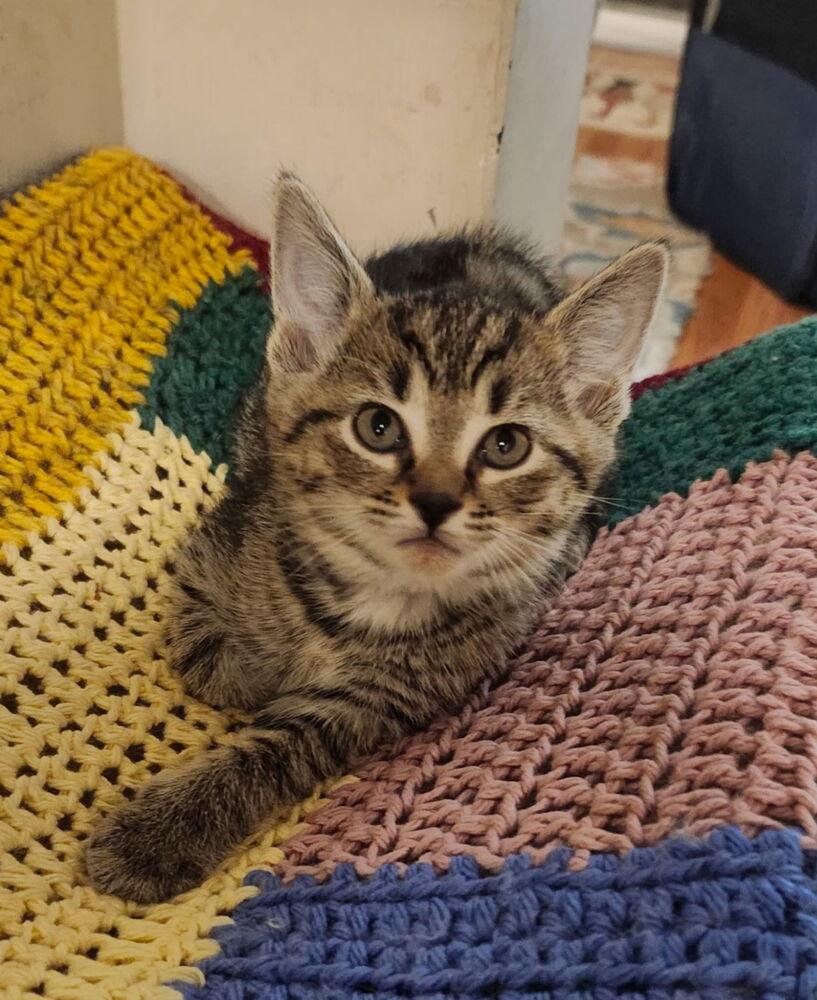 Enlarge Ophi, a Adoptable Domestic Short Hair in Henrico, VA image 2/2