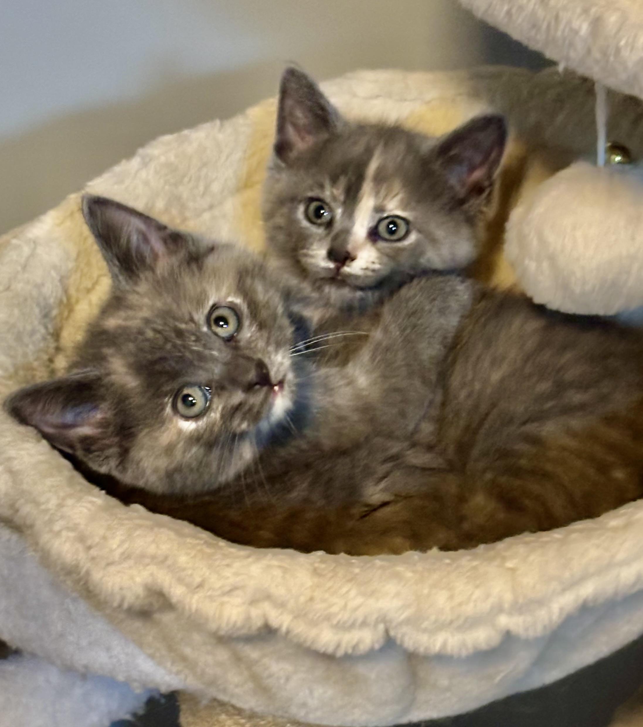 Enlarge Spaghetti, a Adopted American Shorthair in Brookville, OH image 1/6