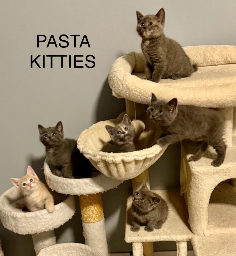 Enlarge Spaghetti, a Adopted American Shorthair in Brookville, OH image 2/6