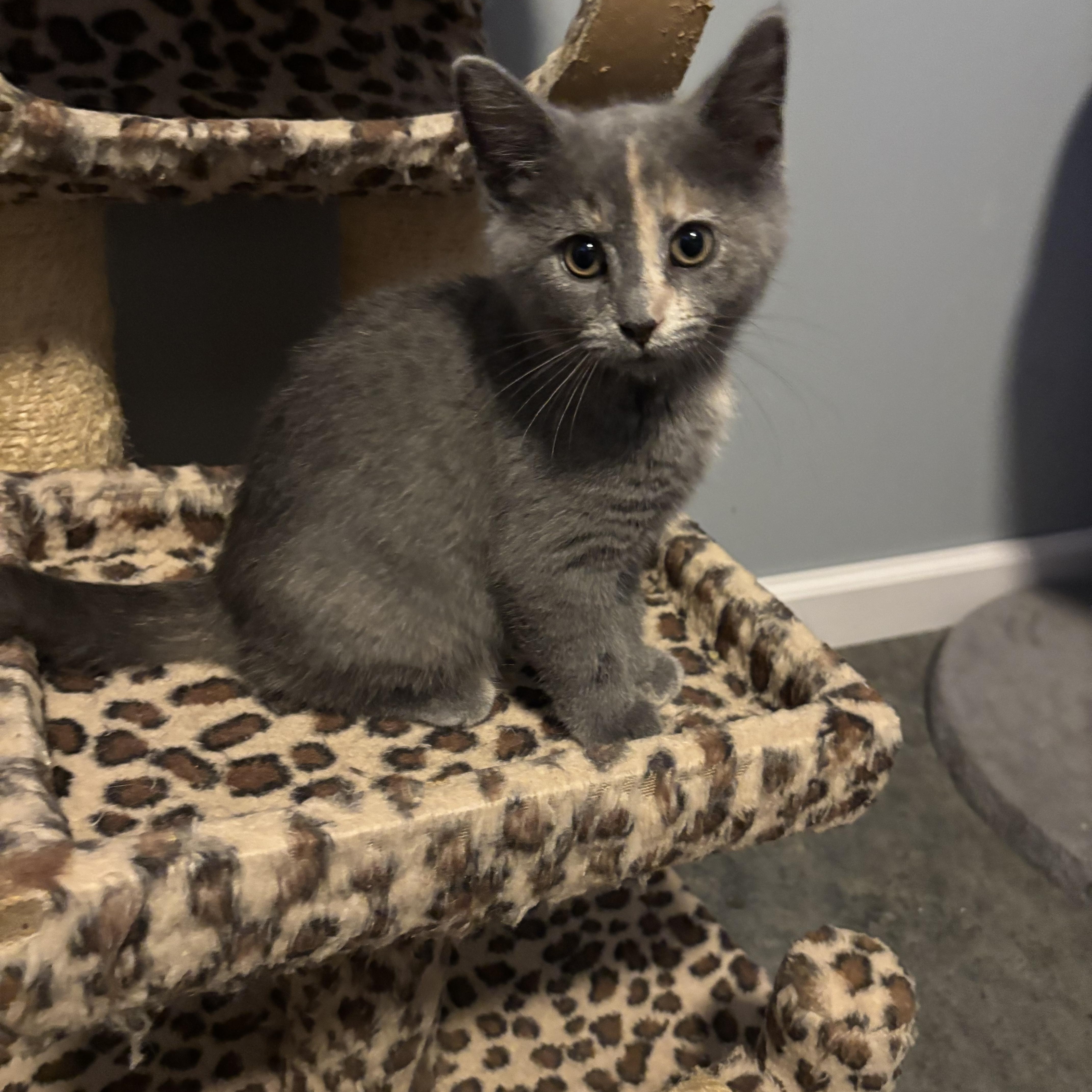 Enlarge Spaghetti, a Adopted American Shorthair in Brookville, OH image 3/6