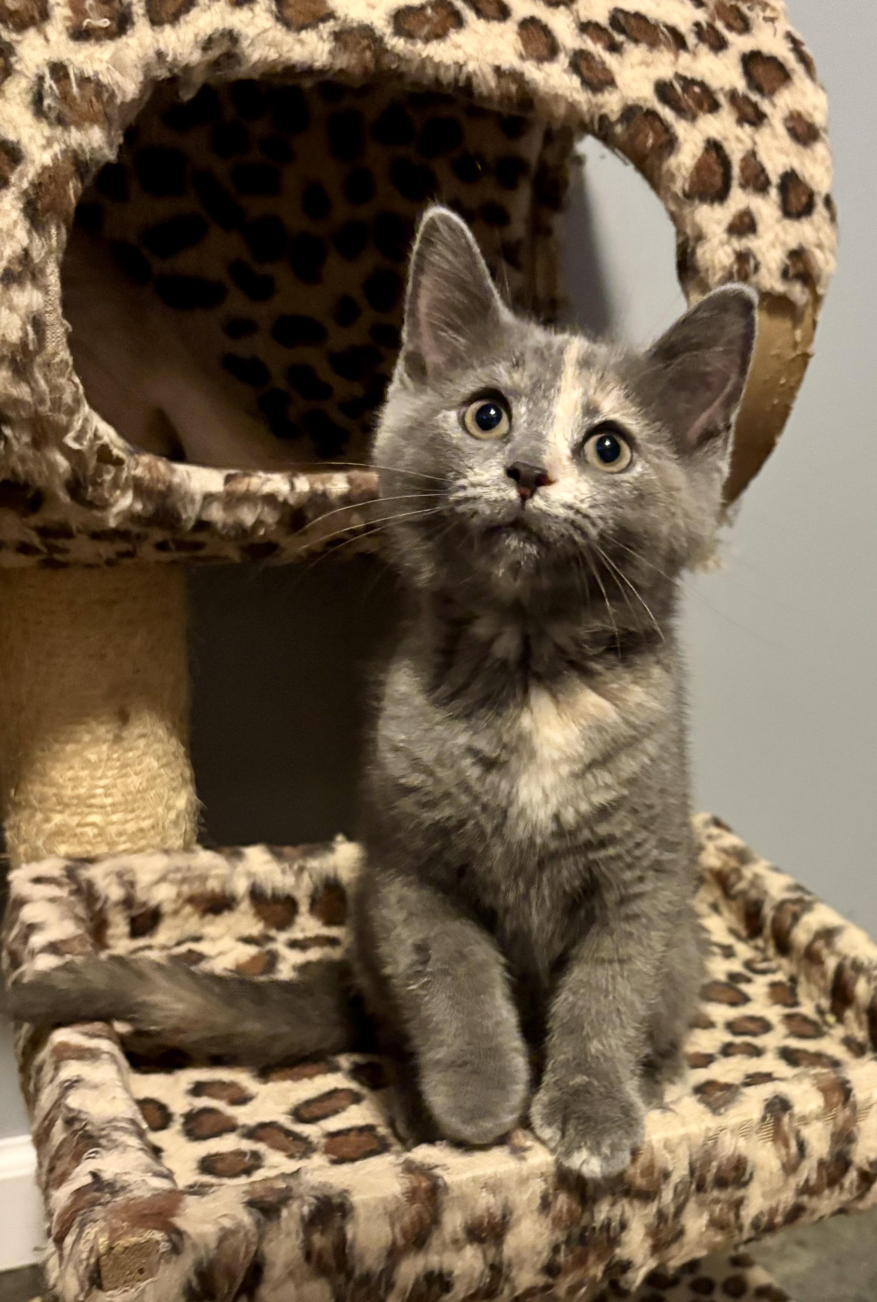 Enlarge Spaghetti, a Adopted American Shorthair in Brookville, OH image 4/6