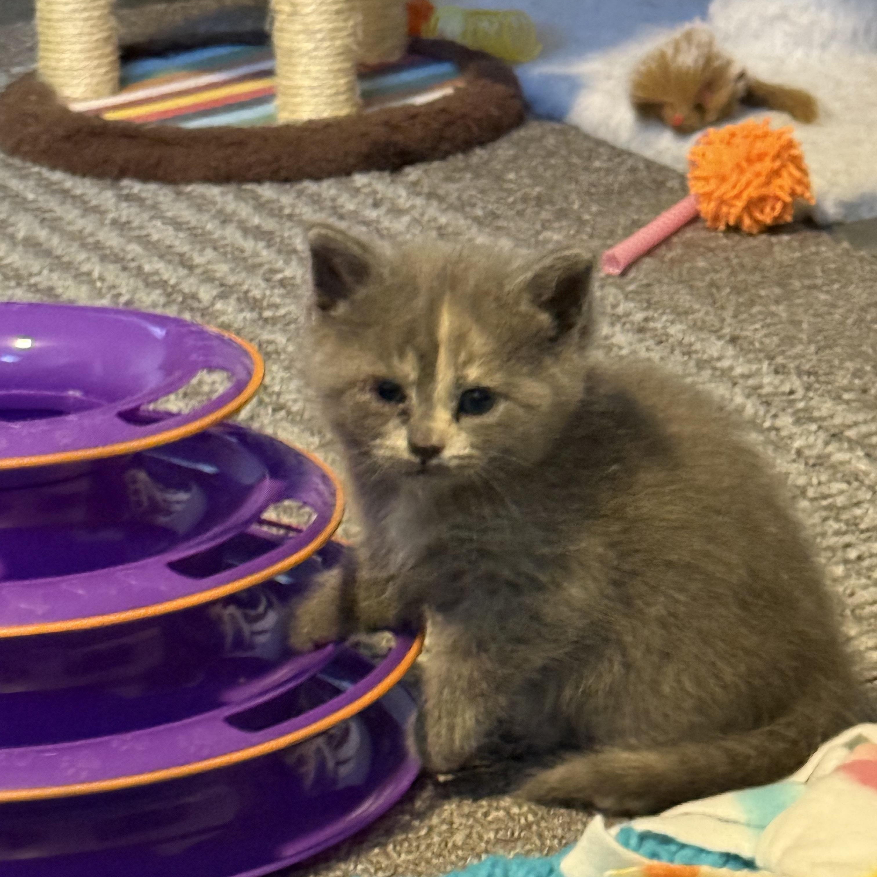 Enlarge Spaghetti, a Adopted American Shorthair in Brookville, OH image 6/6