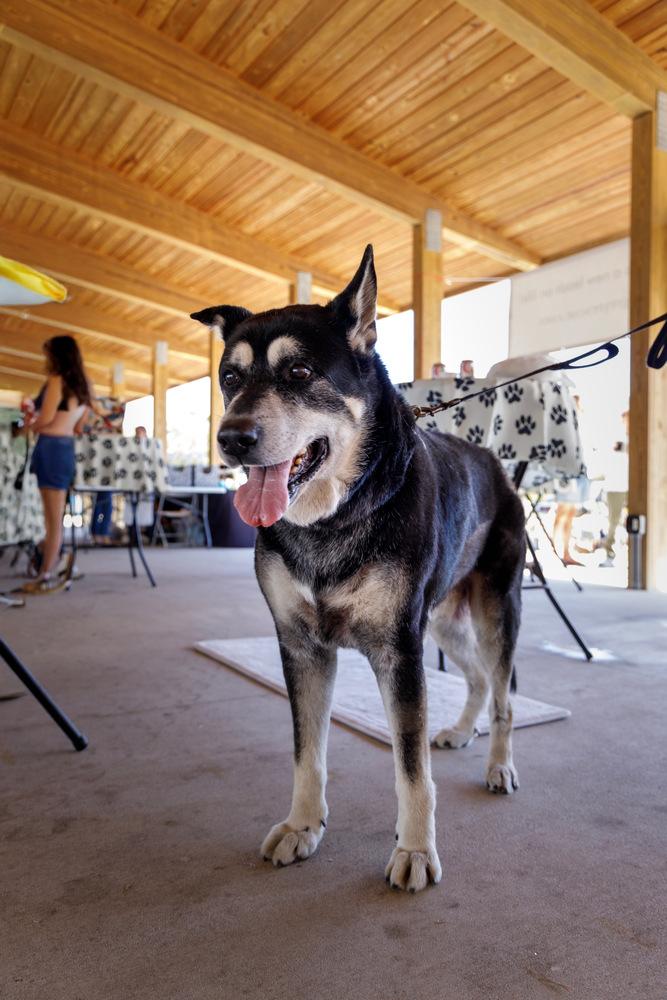 Jack, a Adoptable mixed breed in Melbourne Beach, FL image 1/6