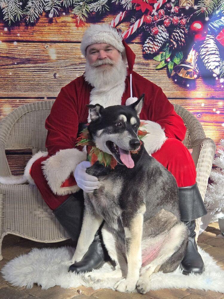 Jack, a Adoptable mixed breed in Melbourne Beach, FL image 2/6