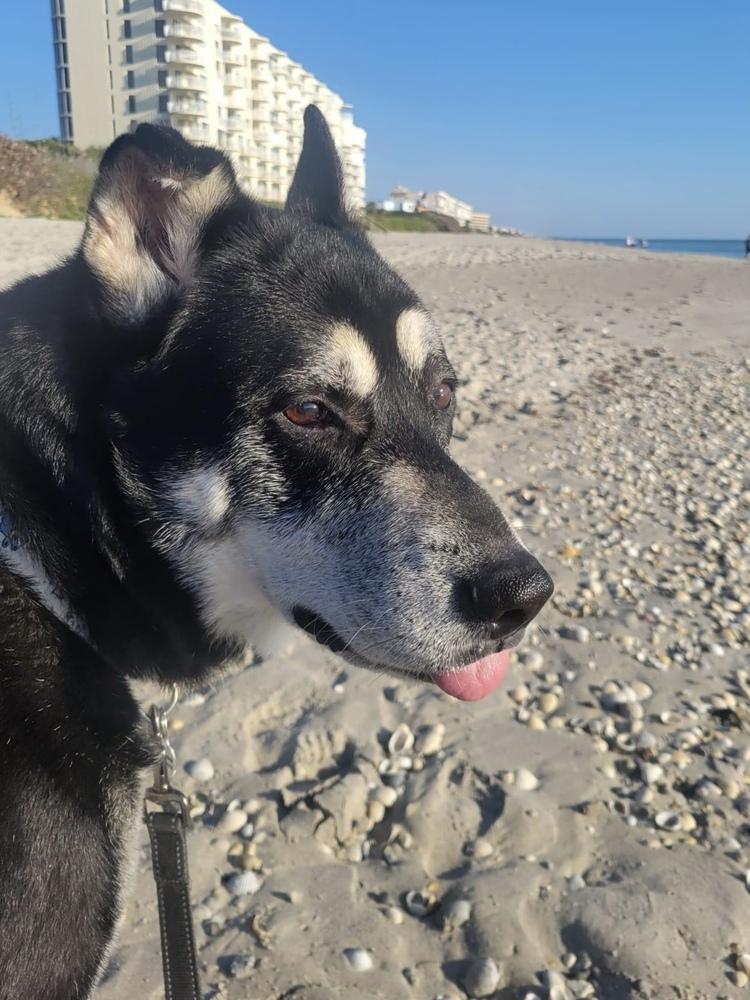 Jack, a Adoptable mixed breed in Melbourne Beach, FL image 3/6