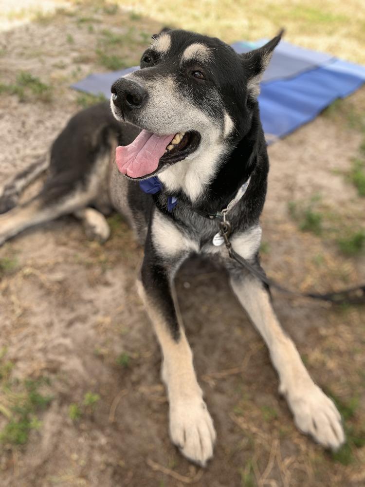 Jack, a Adoptable mixed breed in Melbourne Beach, FL image 4/6