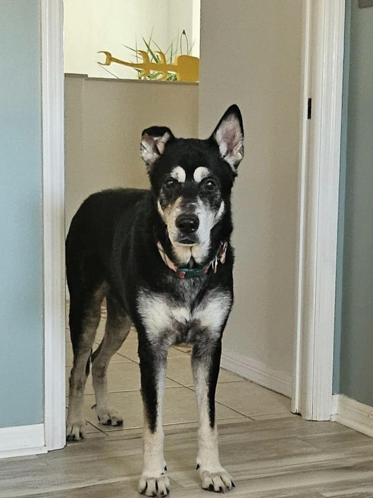 Jack, a Adoptable mixed breed in Melbourne Beach, FL image 5/6