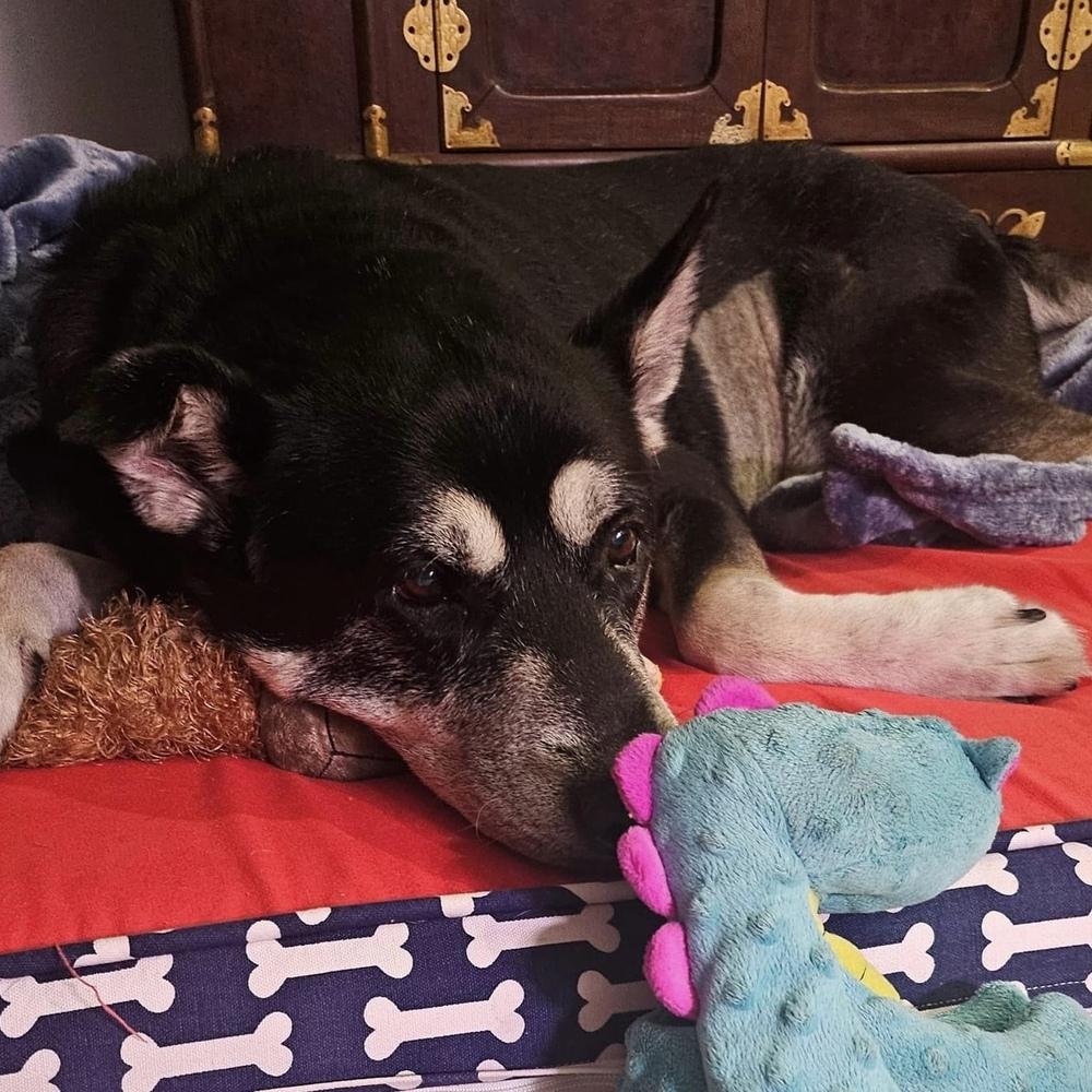 Jack, a Adoptable mixed breed in Melbourne Beach, FL image 6/6