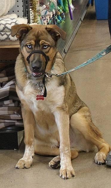 Thanos, a Adoptable mixed breed in Kettering, OH image 1/5