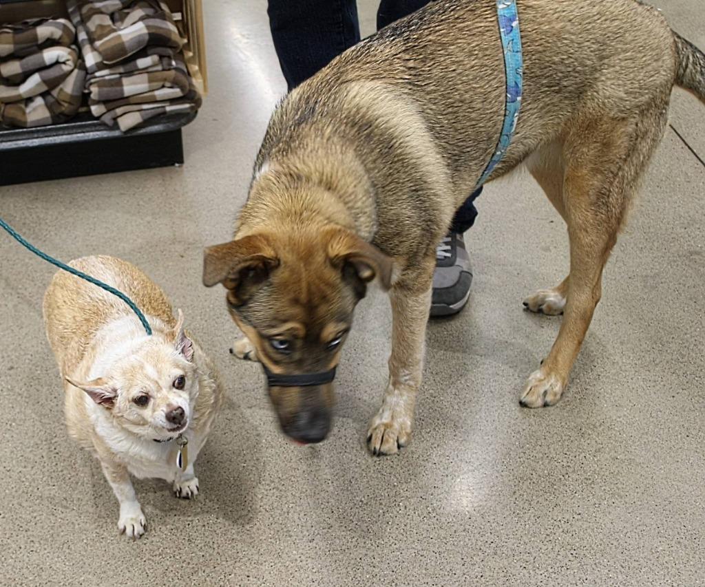 Thanos, a Adoptable mixed breed in Kettering, OH image 2/5