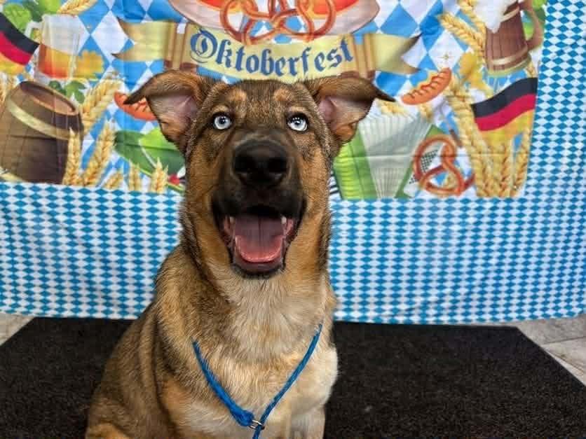 Thanos, a Adoptable mixed breed in Kettering, OH image 4/5