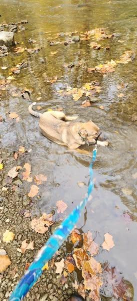 Thanos, a Adoptable mixed breed in Kettering, OH image 5/5