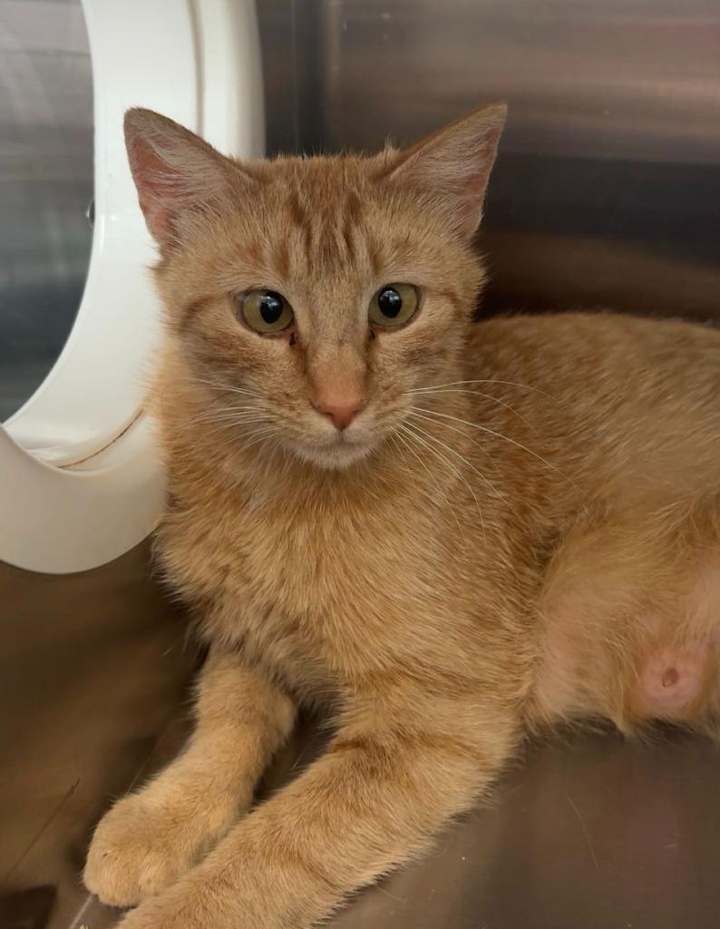 Enlarge Honey, a Adoptable mixed breed in Heber City, UT image 2/2