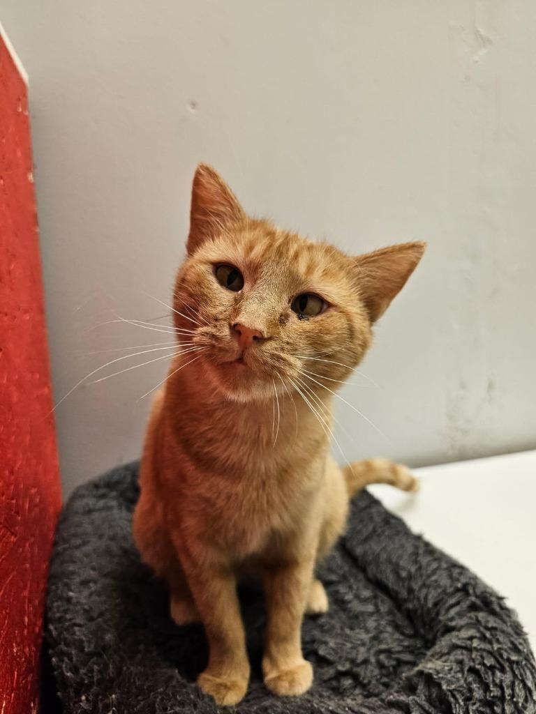 Honey, Adoptable, Young Female Domestic Short Hair.