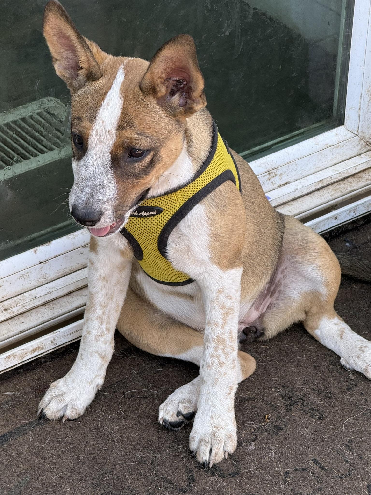 Latte, a ADOPTABLE mixed breed in Petaluma, CA image 3/6