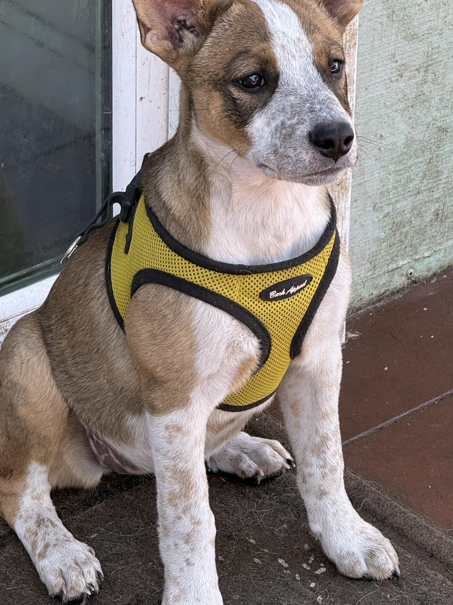Latte, a ADOPTABLE mixed breed in Petaluma, CA image 2/6