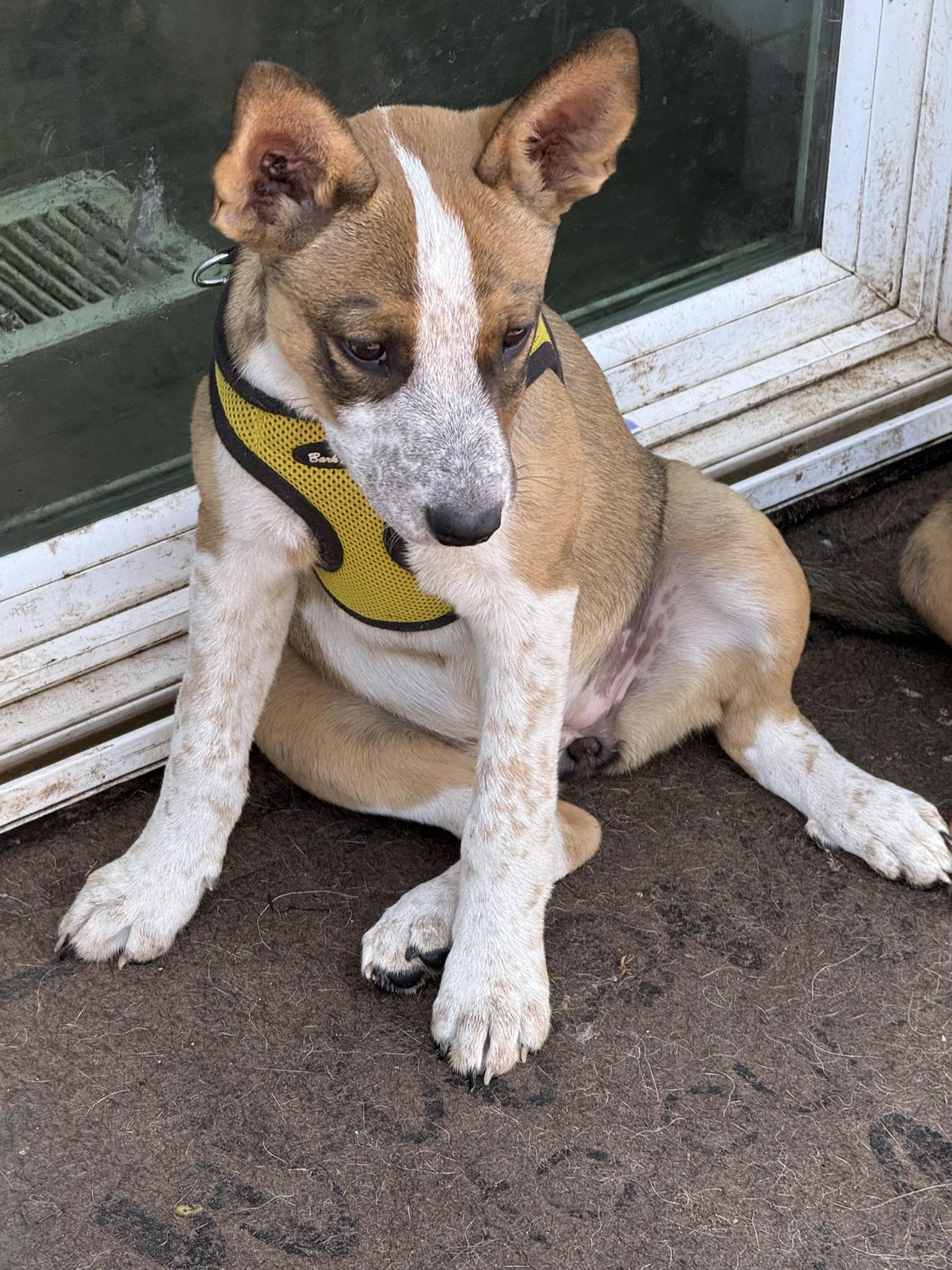 Latte, ADOPTABLE, Young Female Border Collie.