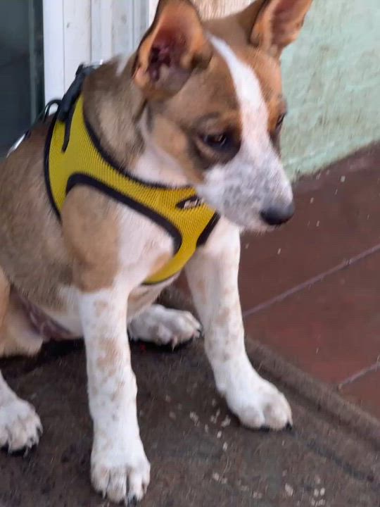Enlarge Latte, a ADOPTABLE mixed breed in Petaluma, CA video 6/6