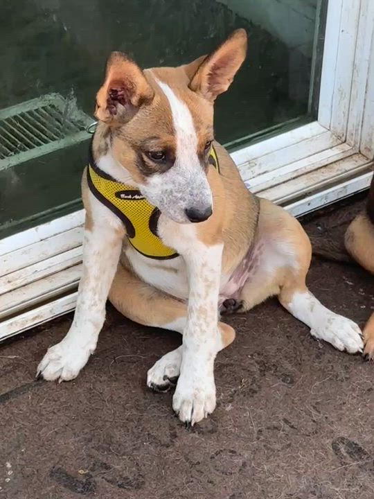 Enlarge Latte, a ADOPTABLE mixed breed in Petaluma, CA video 4/6