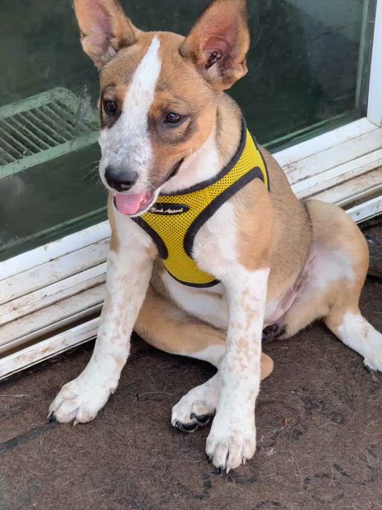 Enlarge Latte, a ADOPTABLE mixed breed in Petaluma, CA video 5/6