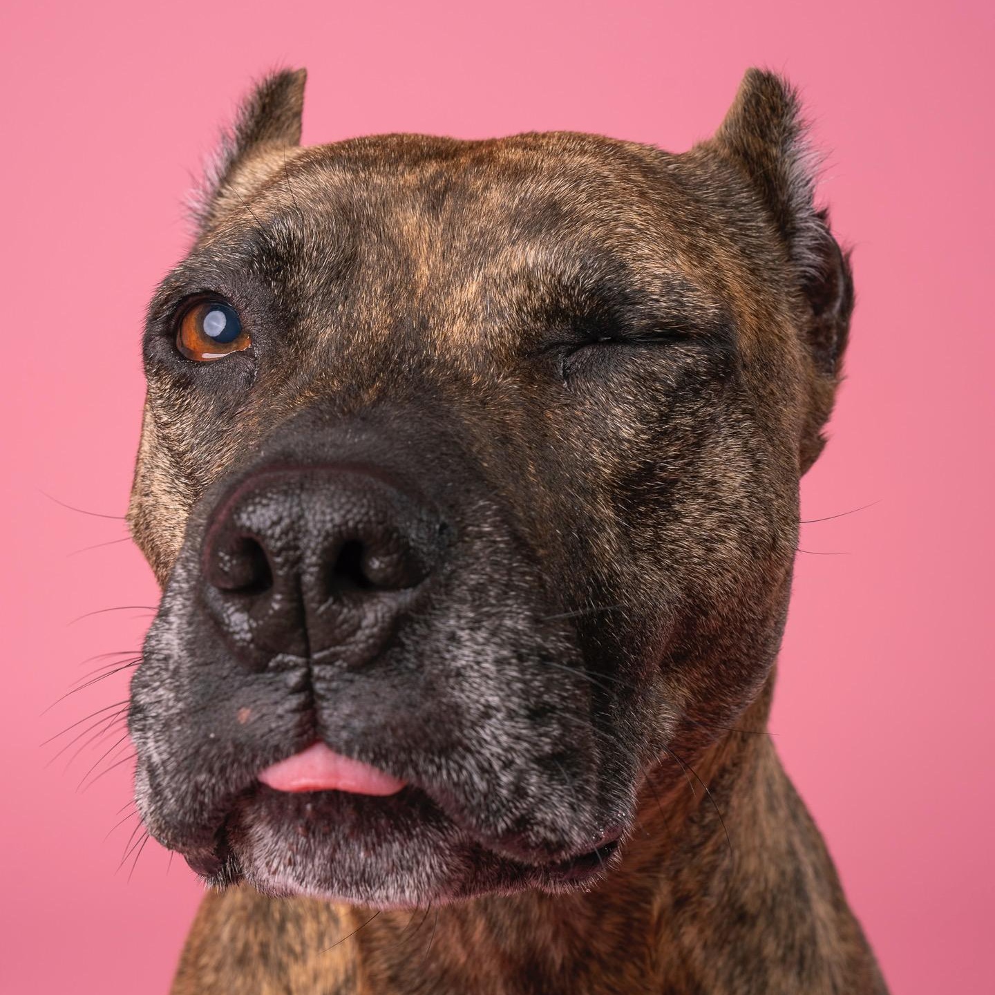 Enlarge Sweetie, a Adoptable Pit Bull Terrier in Sun Valley, CA image 2/3