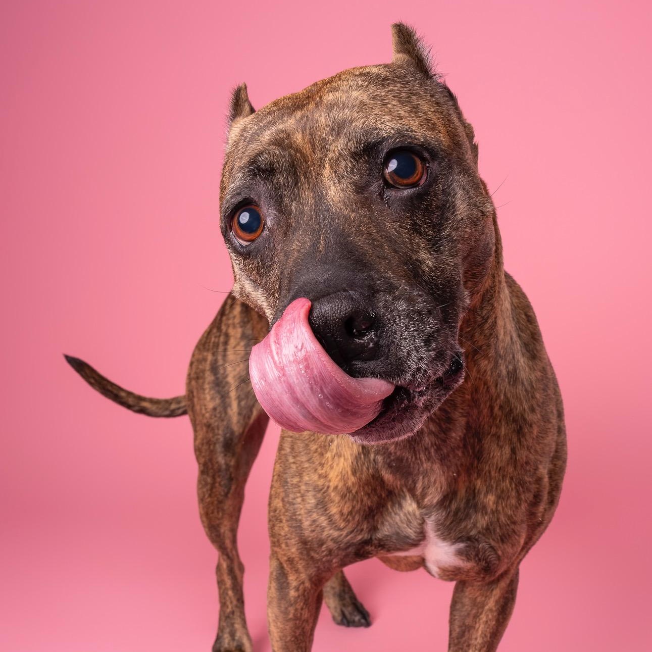 Sweetie, Adoptable, Adult Female Pit Bull Terrier.