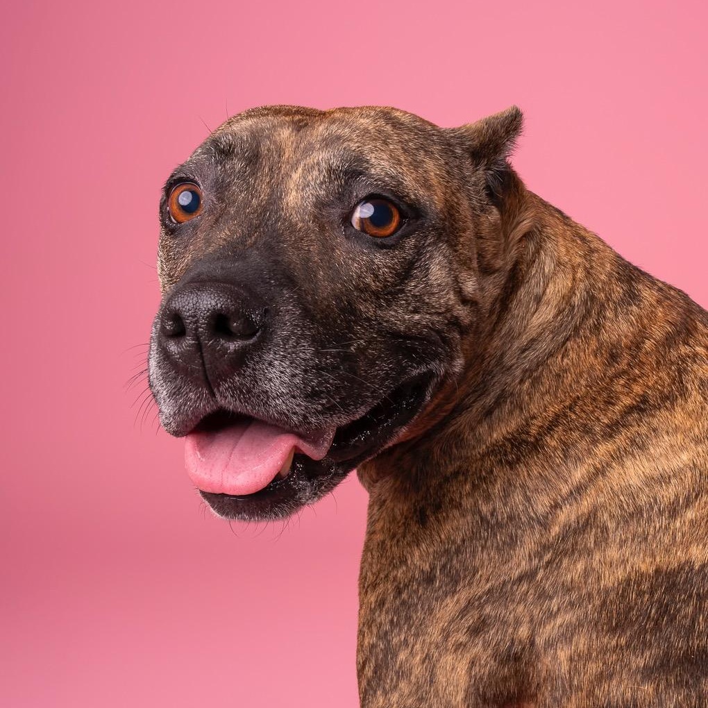 Enlarge Sweetie, a Adoptable Pit Bull Terrier in Sun Valley, CA image 3/3