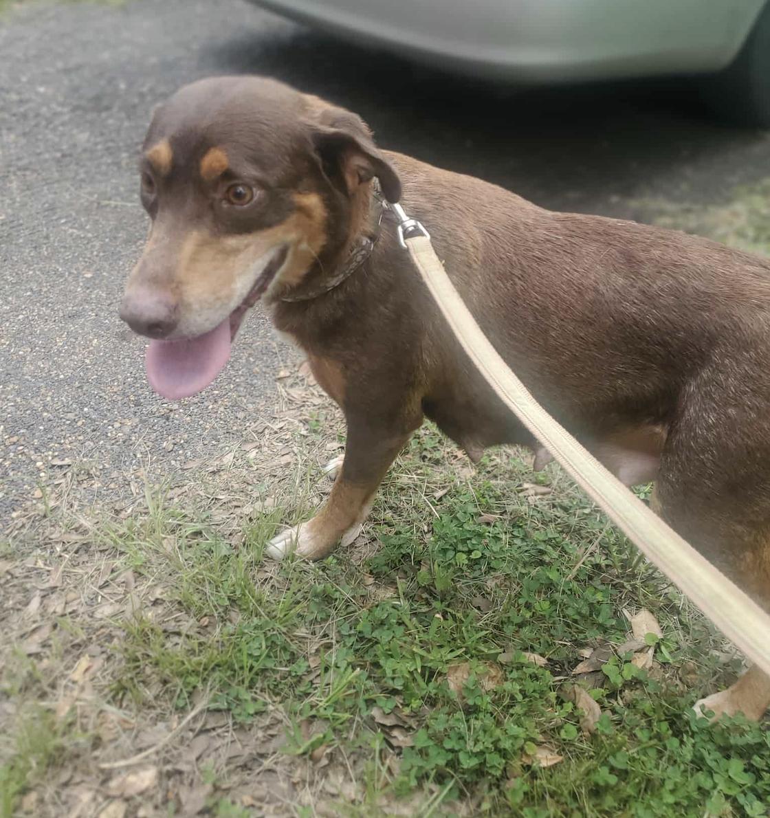Emma, a ADOPTABLE mixed breed in Jxn, MS image 5/5